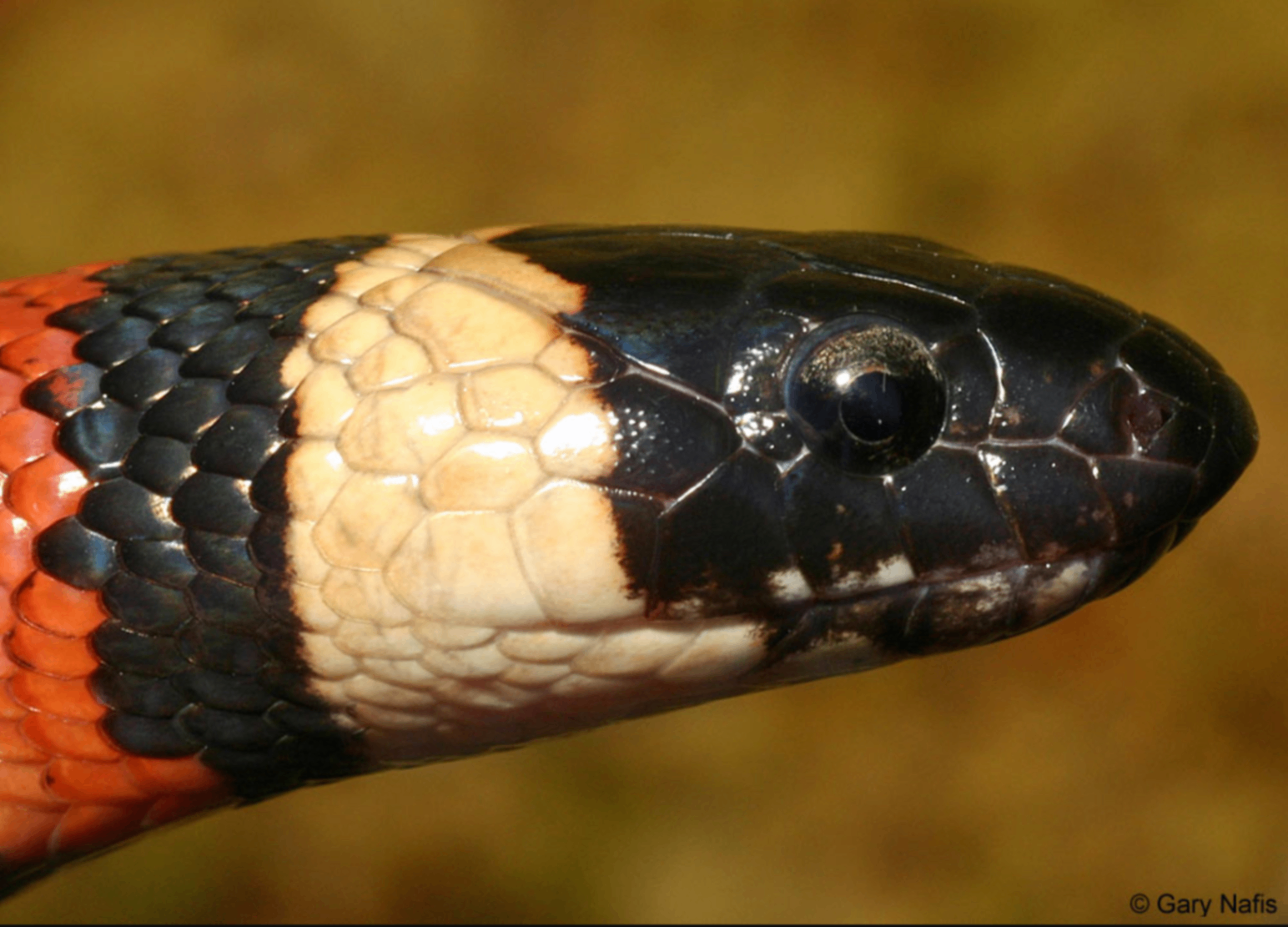 California Mountain Kingsnake